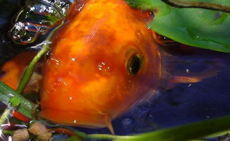 Garten 0360_Bildgre ndern